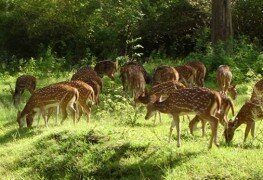 wildlife-sanctuaries-in-pakistan-1404387141-6962